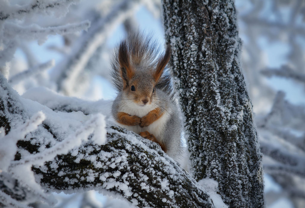 Red Squirrel