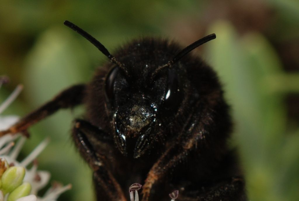 Red-tailed bumblebee