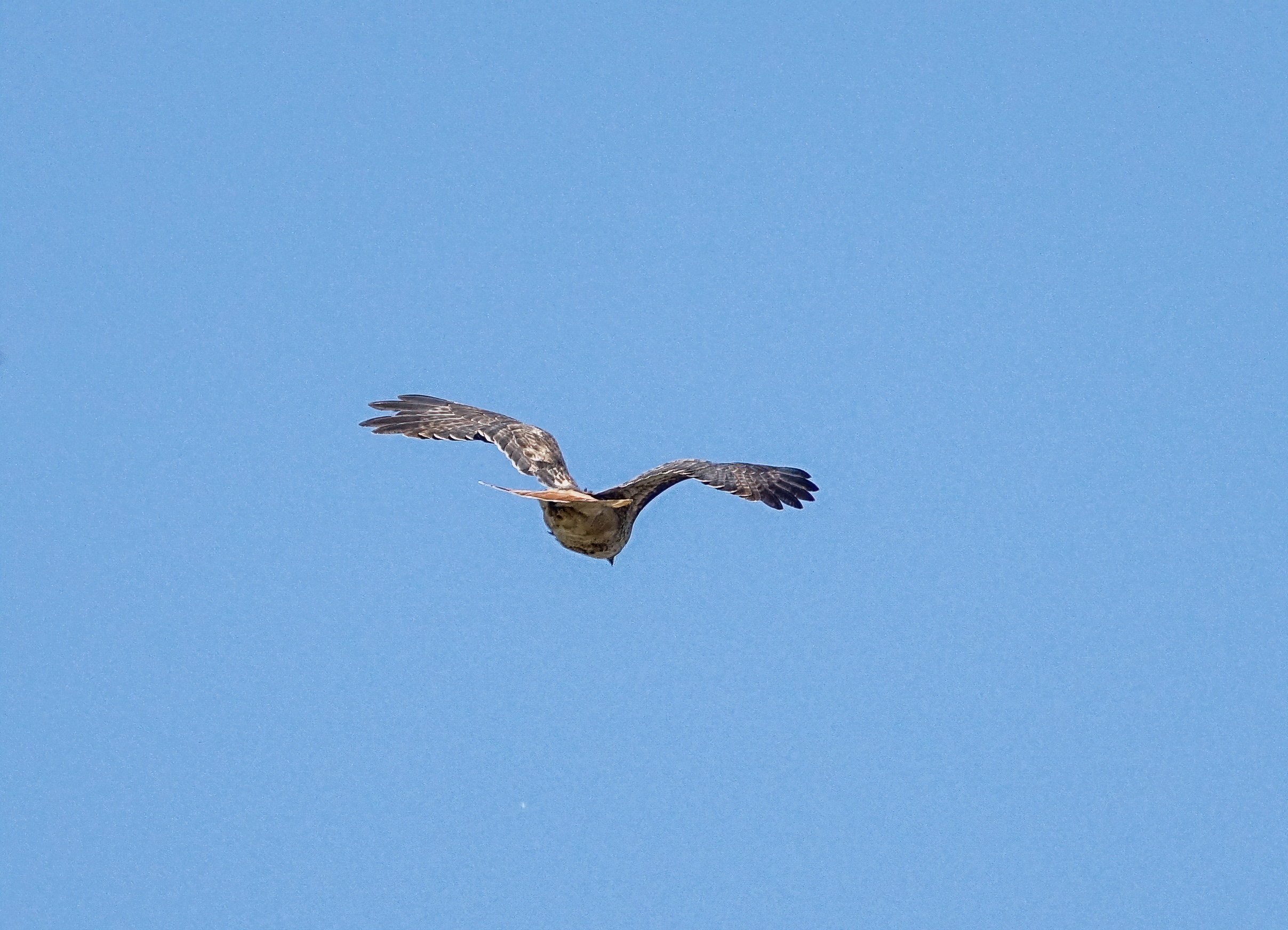 Red-tailed Hawk in southern Oregon | BirdForum