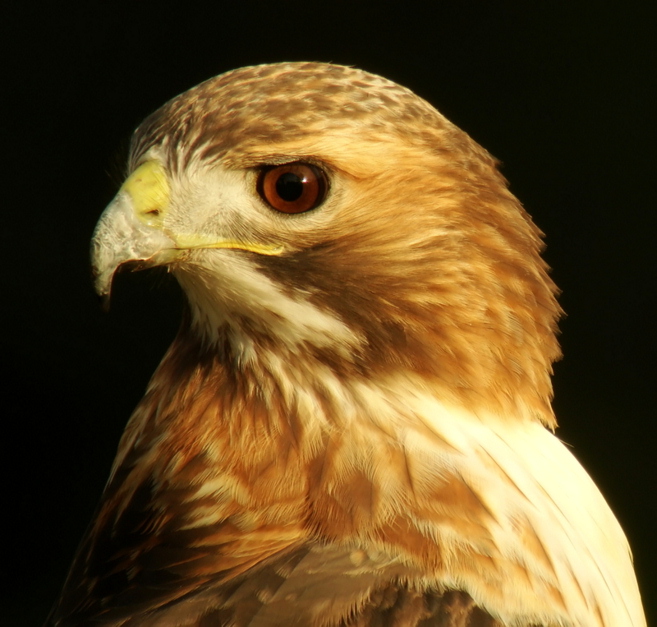 Red-tailed Hawk