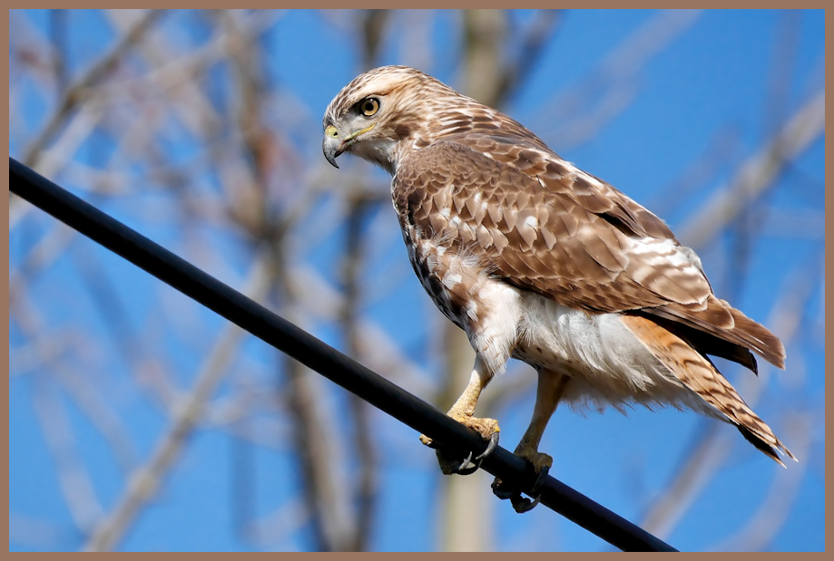 Red-tailed Hawk