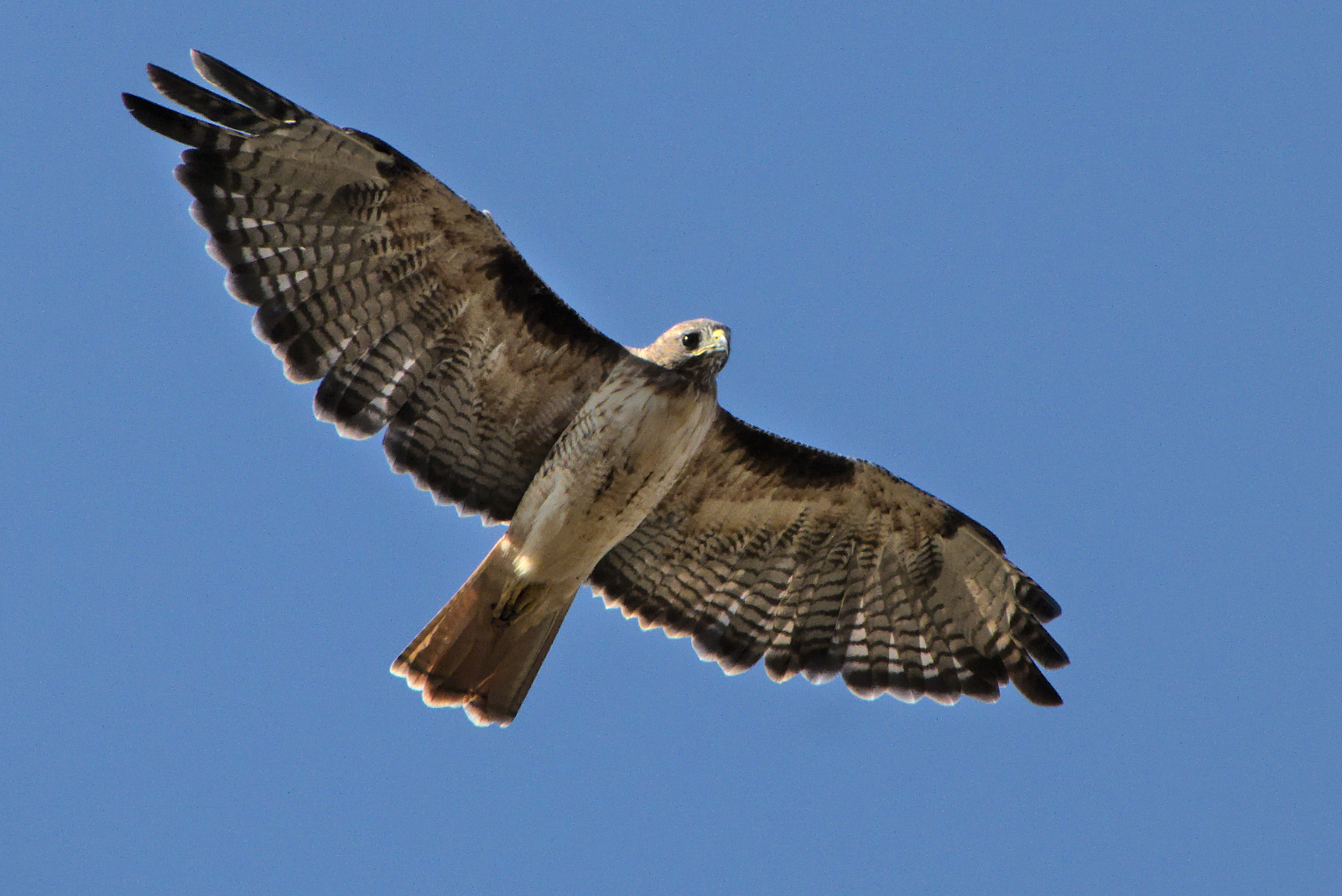 Red Tailed Hawk