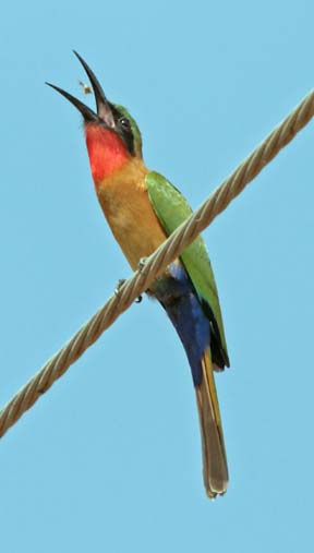 red throated bee-eater