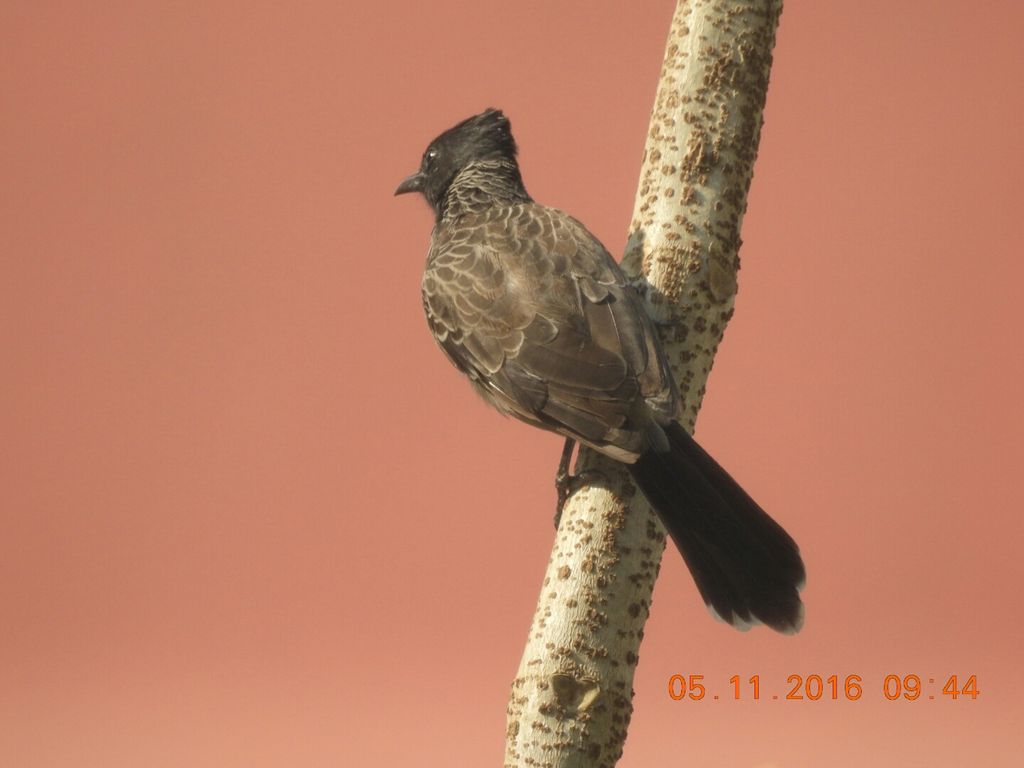 Red Vented Bulbul