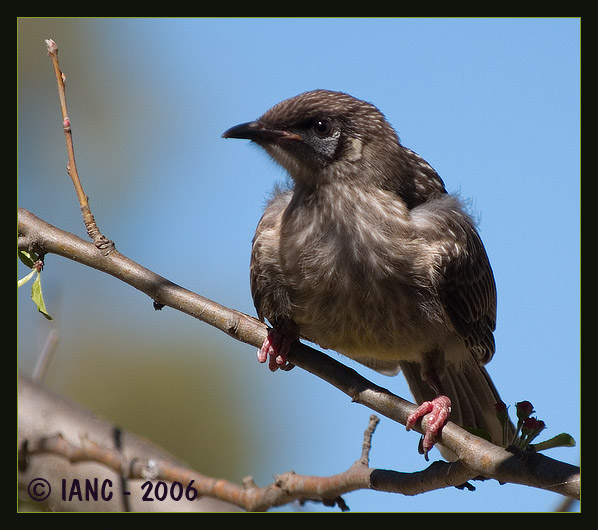 Red Wattlebird (Juvenile)