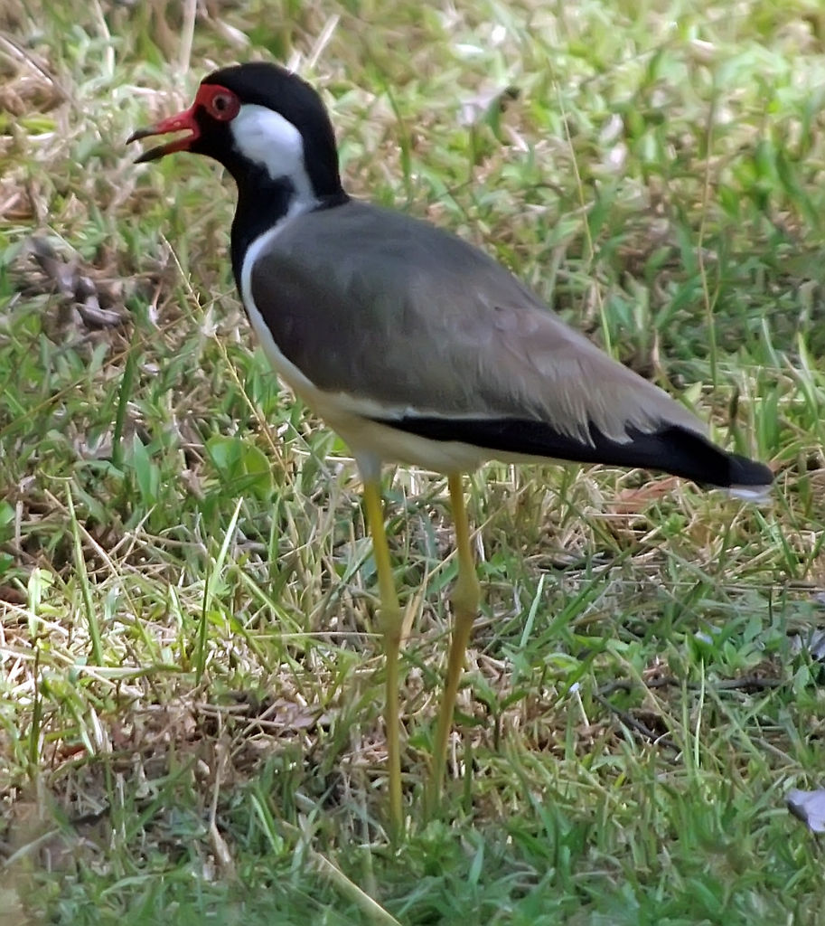 Red Wattled Lapwing