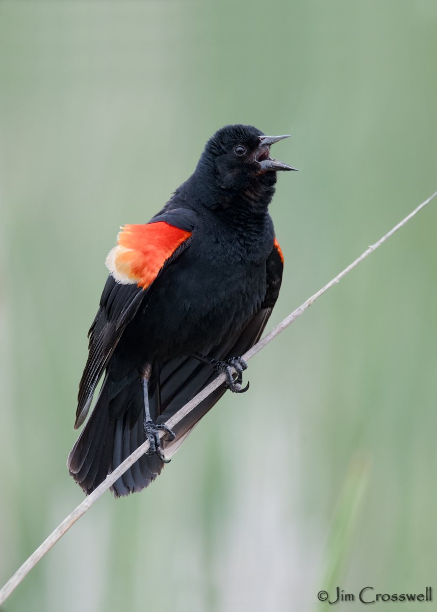 Red-winged Blackbird