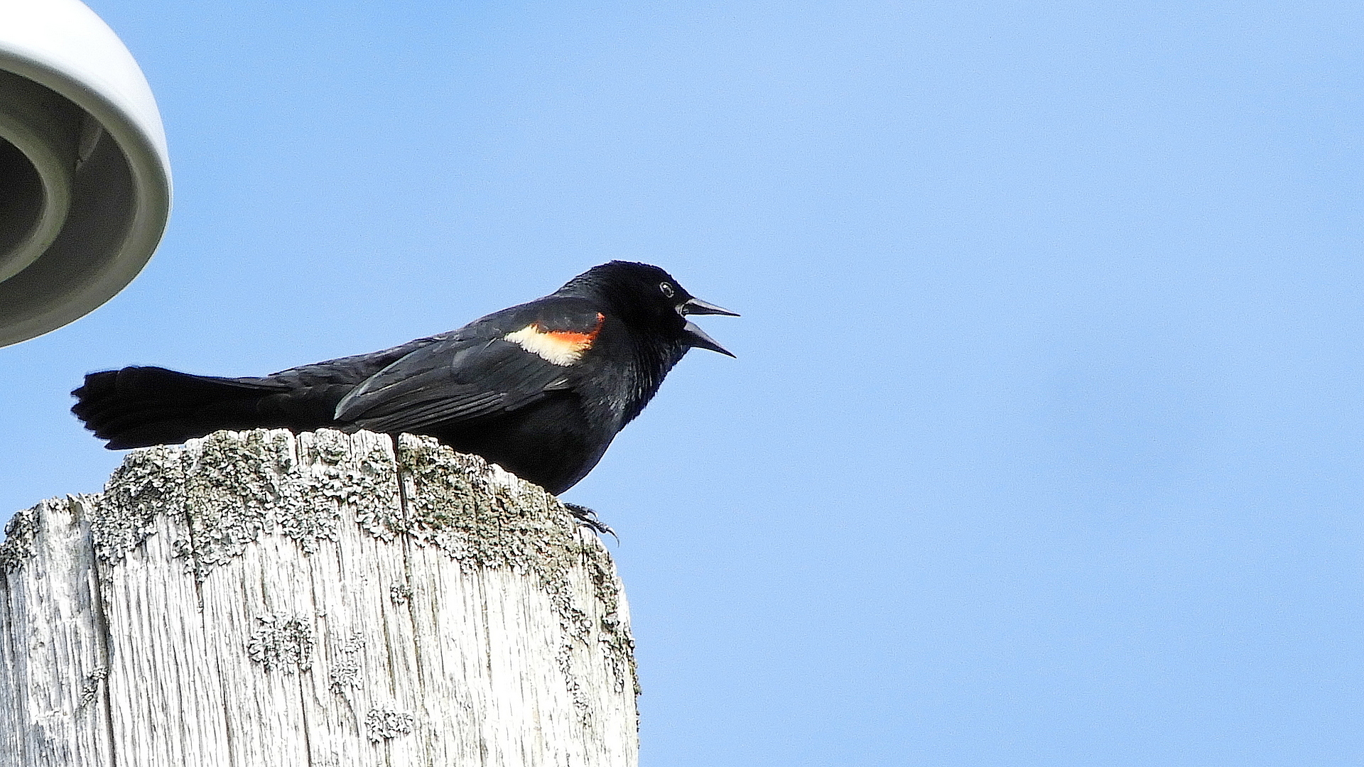 Red Winged Blackbird