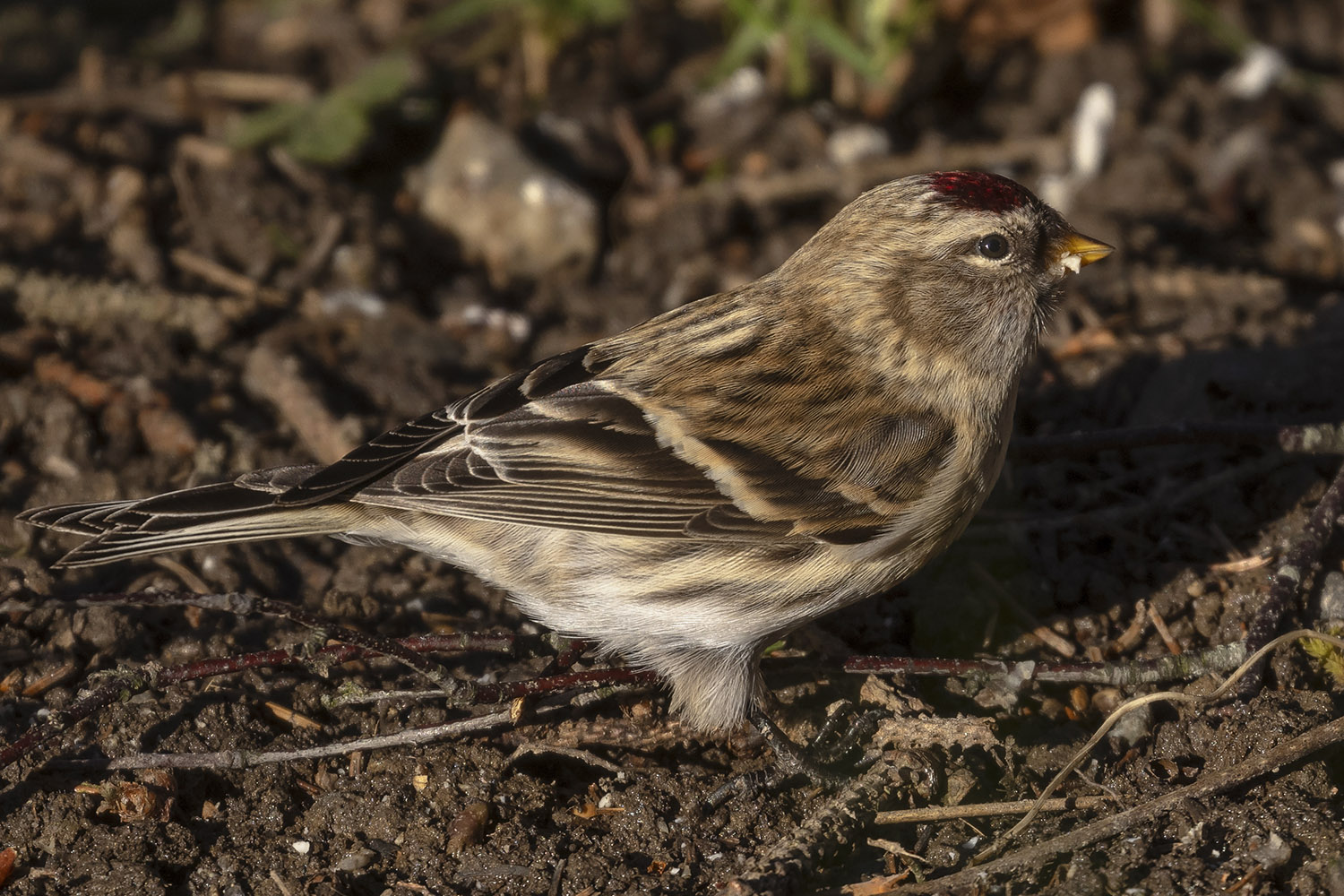 Redpoll