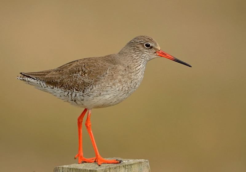 redshank_211