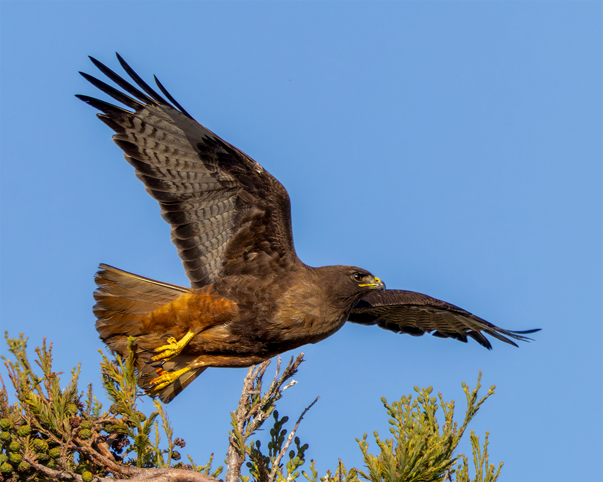 Redtail liftoff