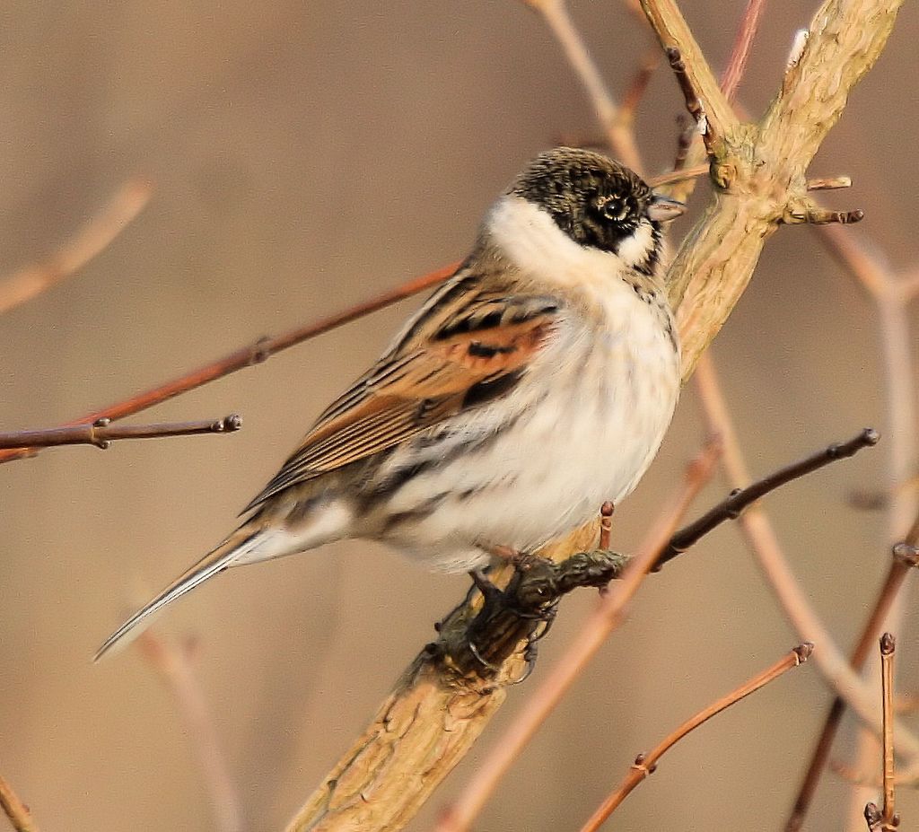 Reed Bunting