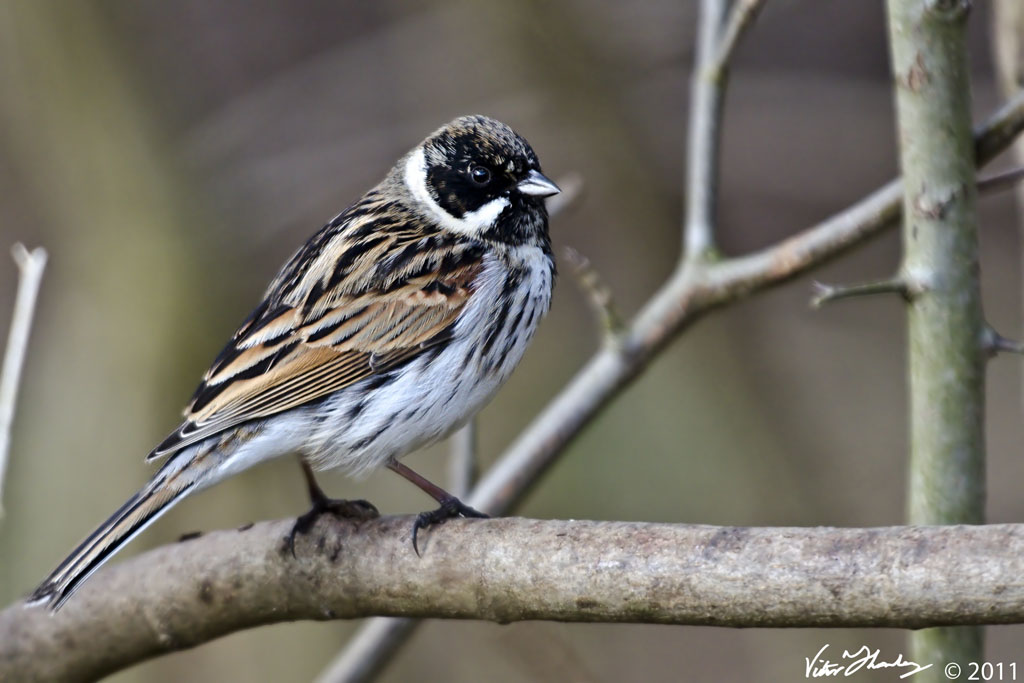 Reed Bunting