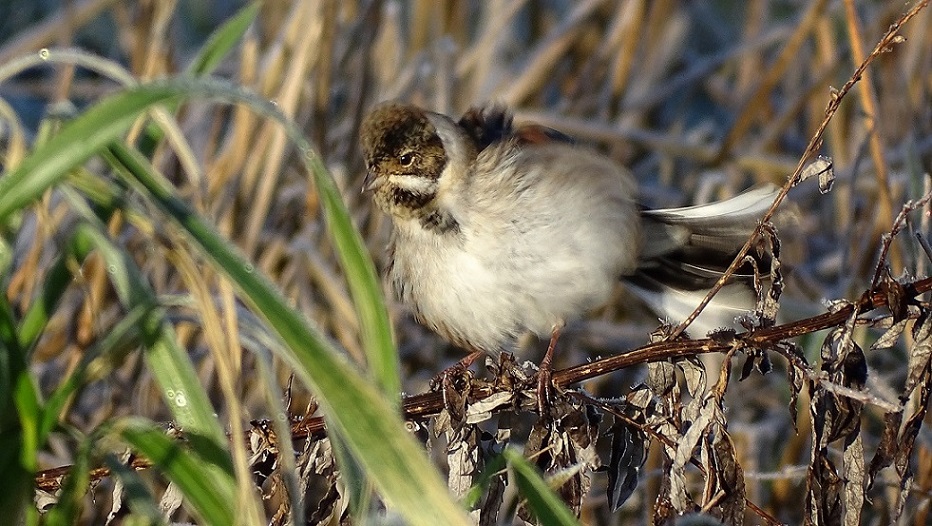 Reed Bunting