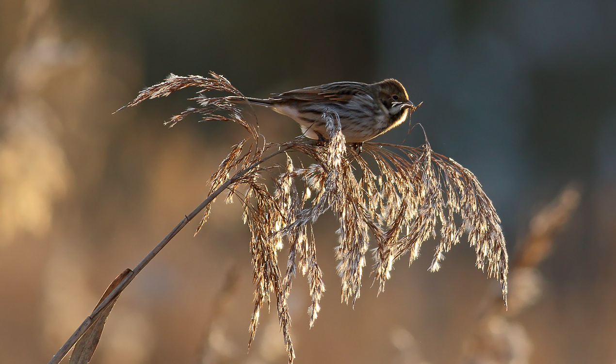 Reed bunting