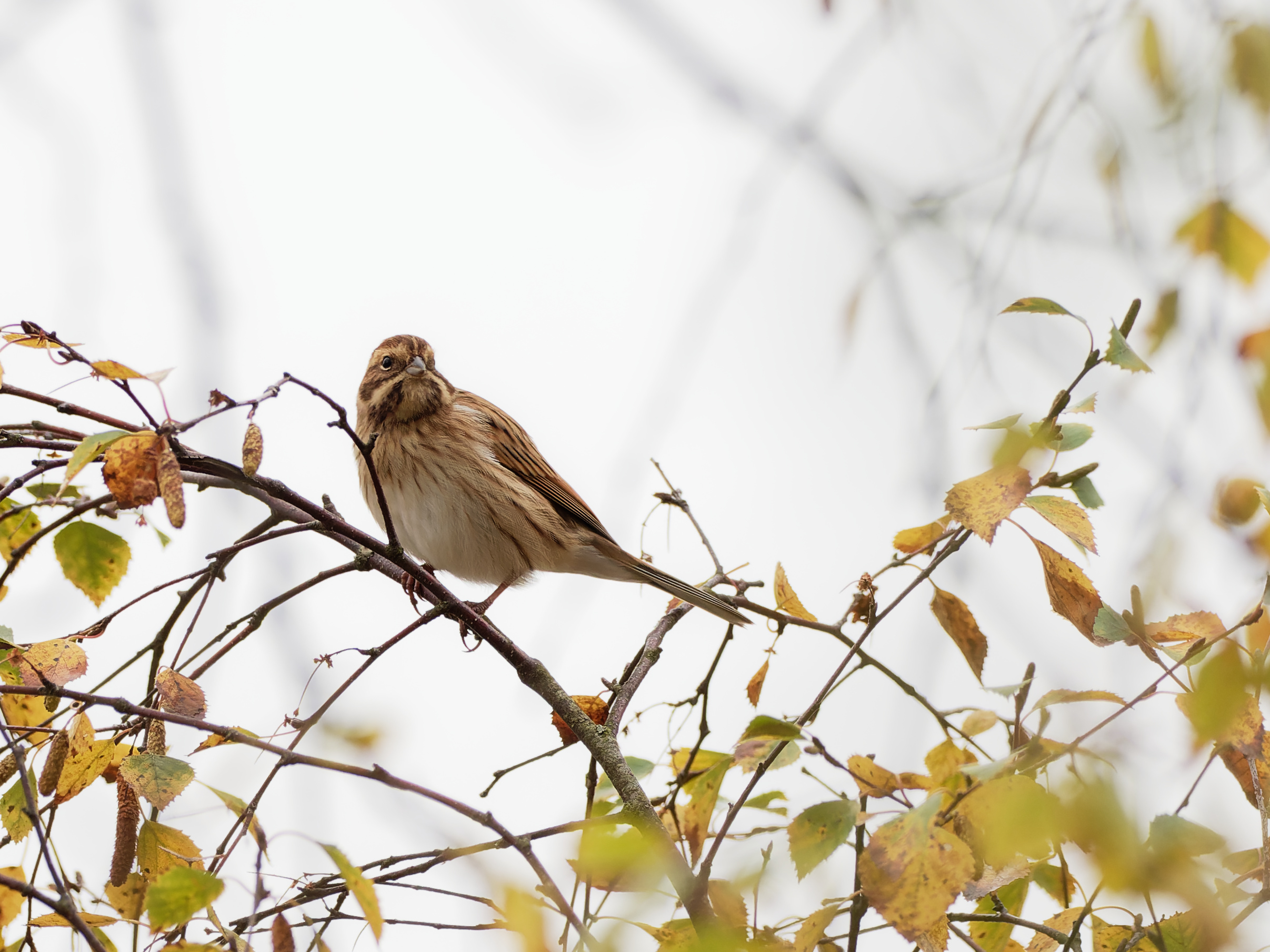 Reed bunting