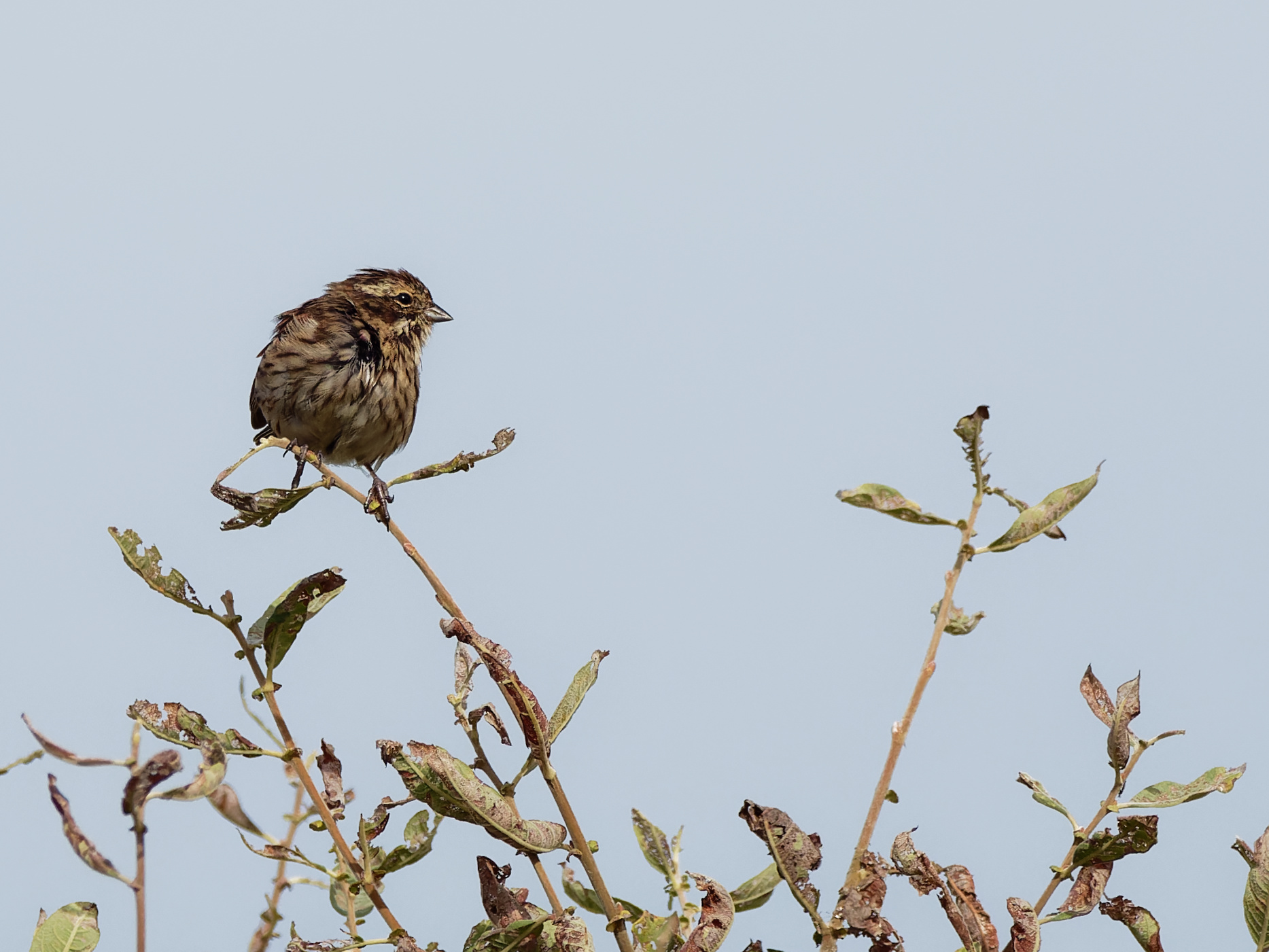 Reed bunting