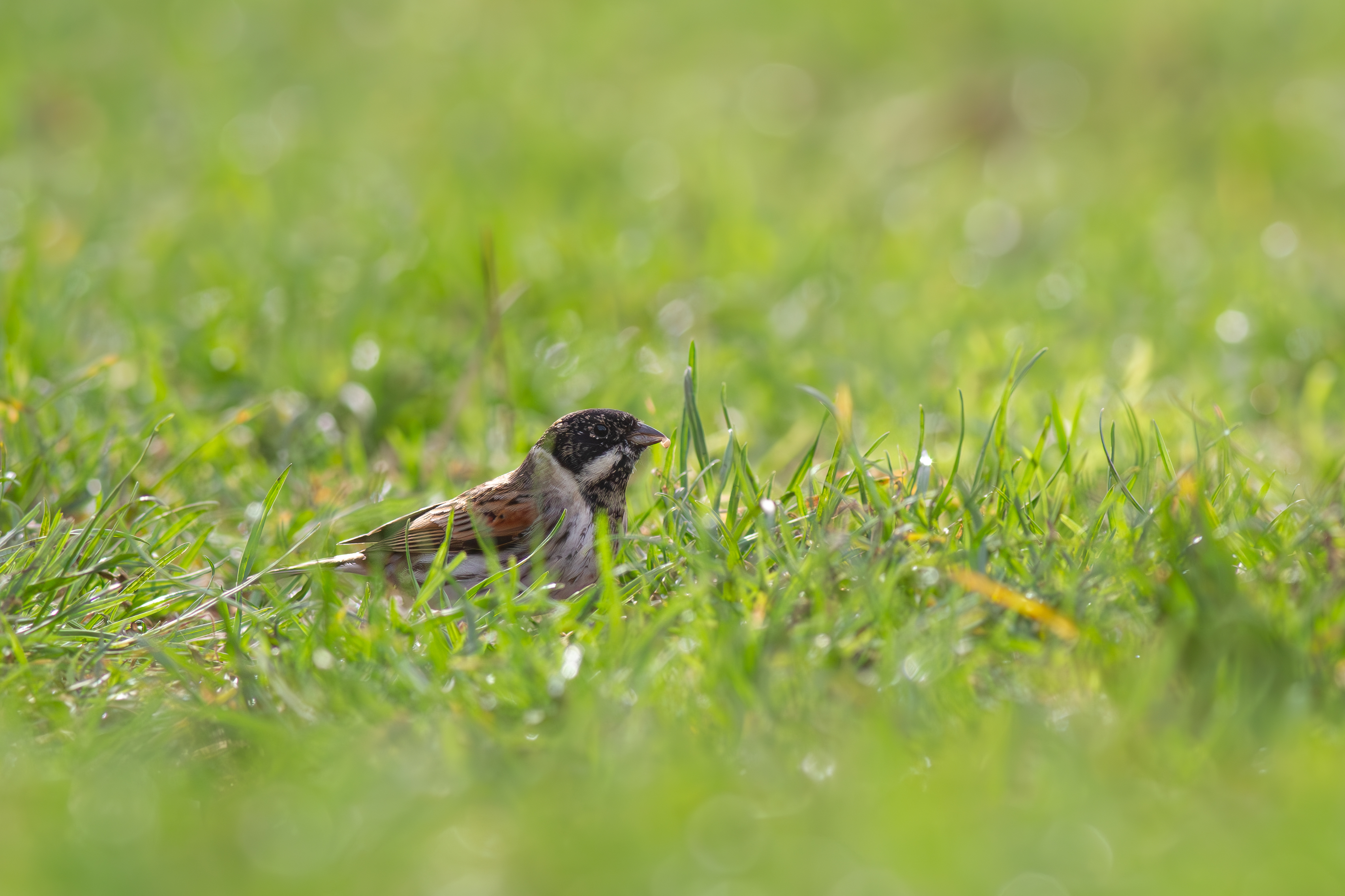 Reed Bunting