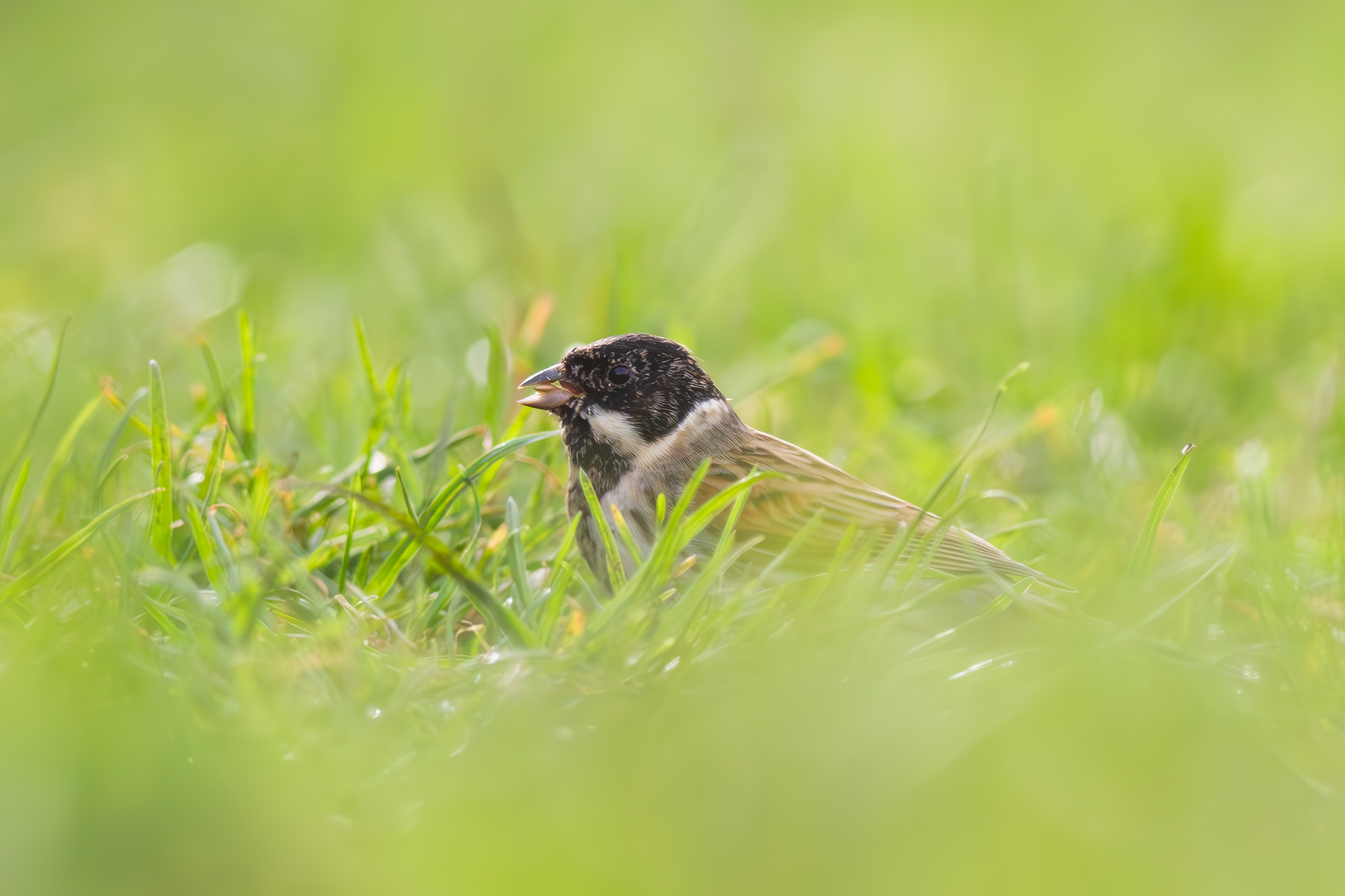 Reed Bunting