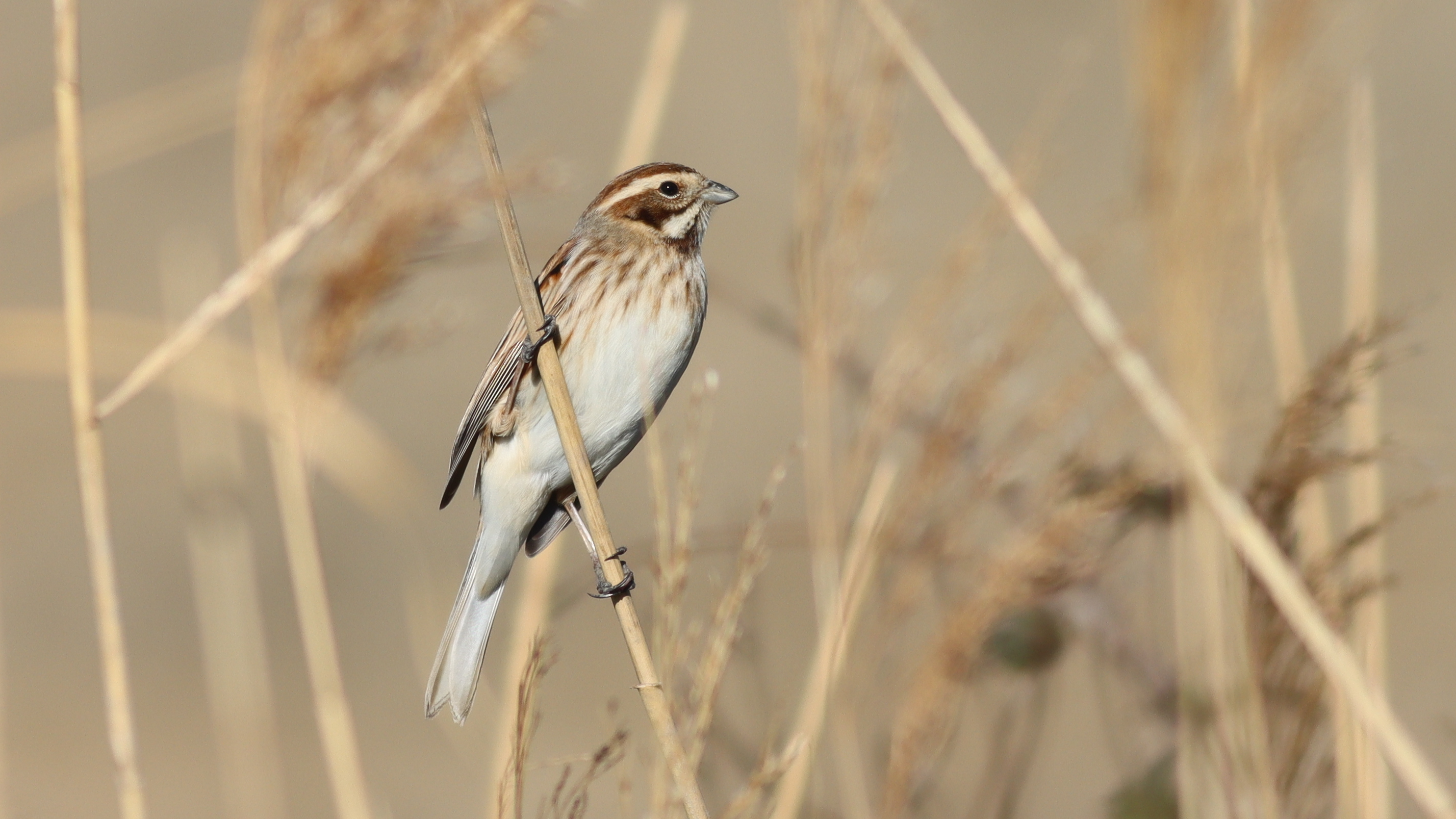 reed bunting