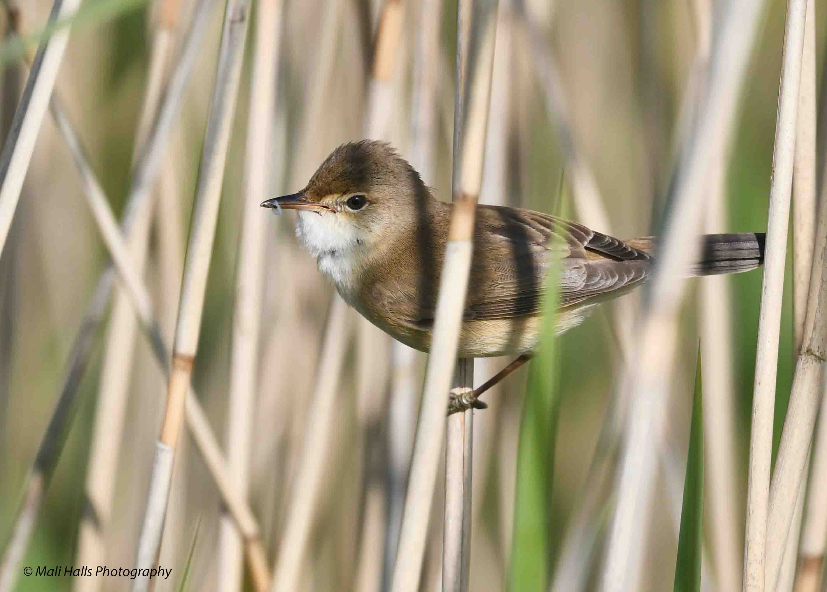 Reed Warbler 3253.jpg