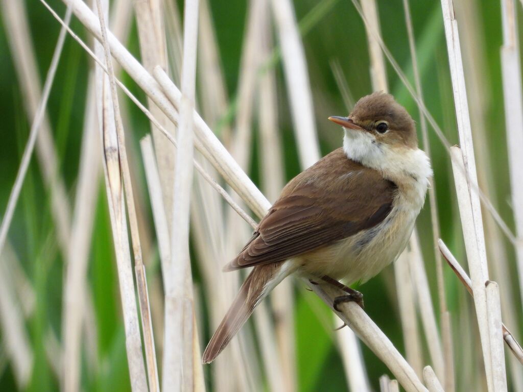 Reed Warbler | BirdForum