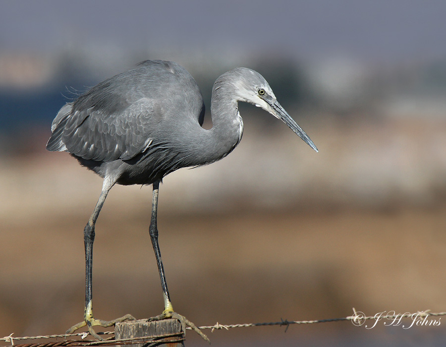 Reef Egret hybrid