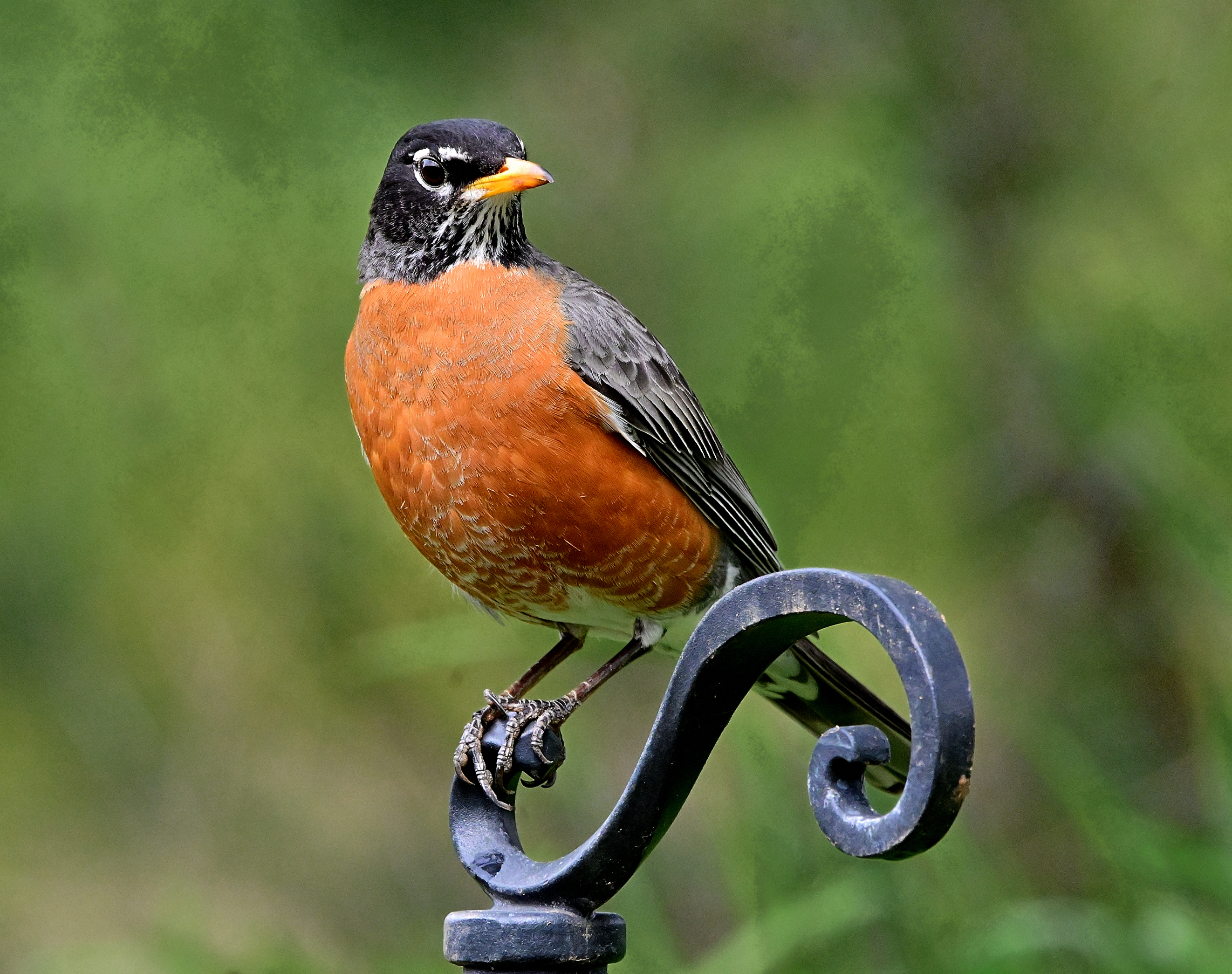 Regal Robin