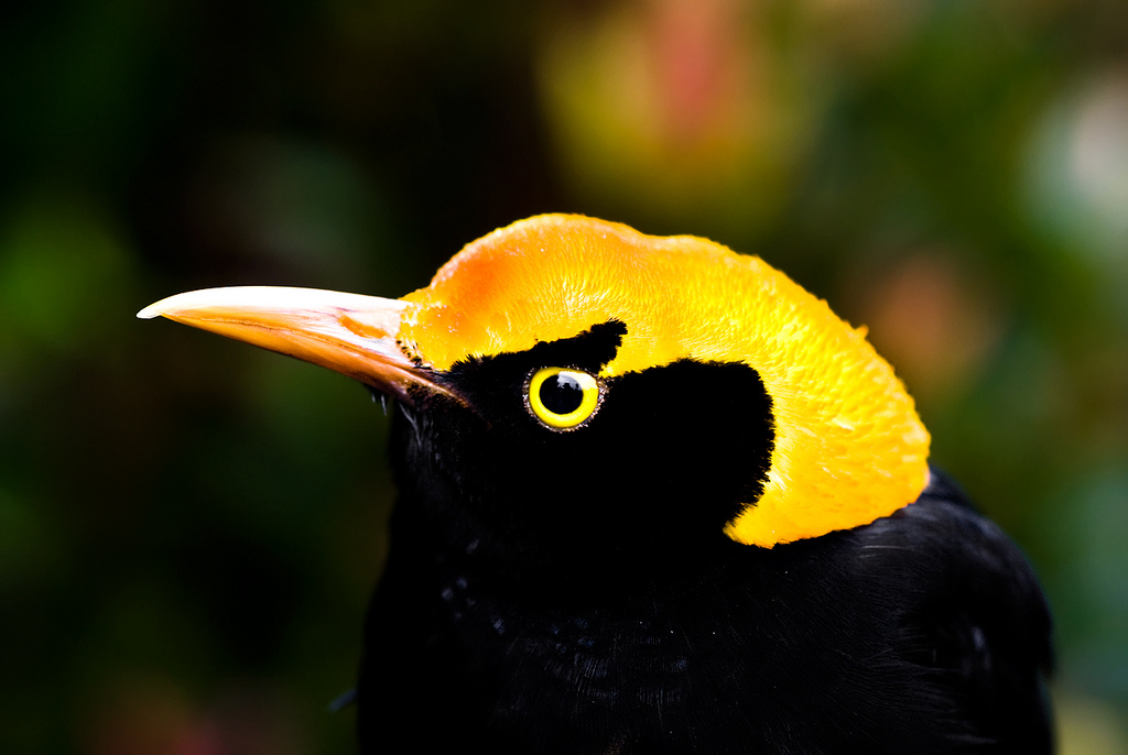 Regent Bowerbird