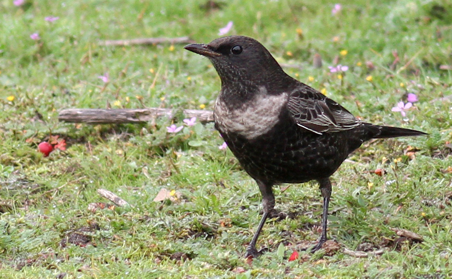 Ring Ouzel