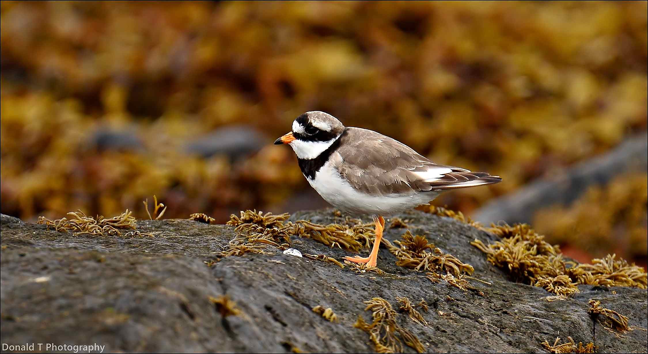 Ringed Plover