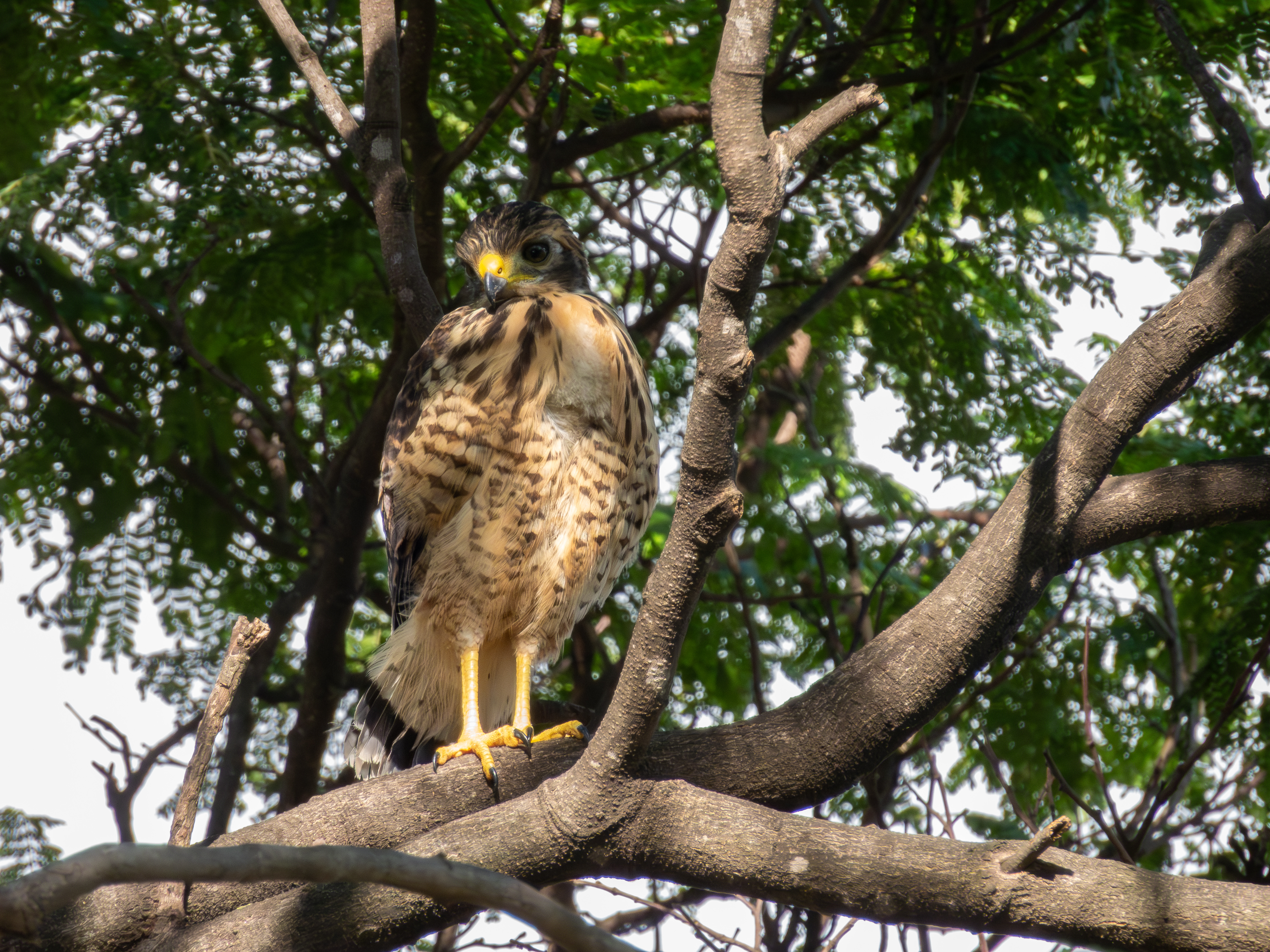 Roadside Hawk chick sequence 03