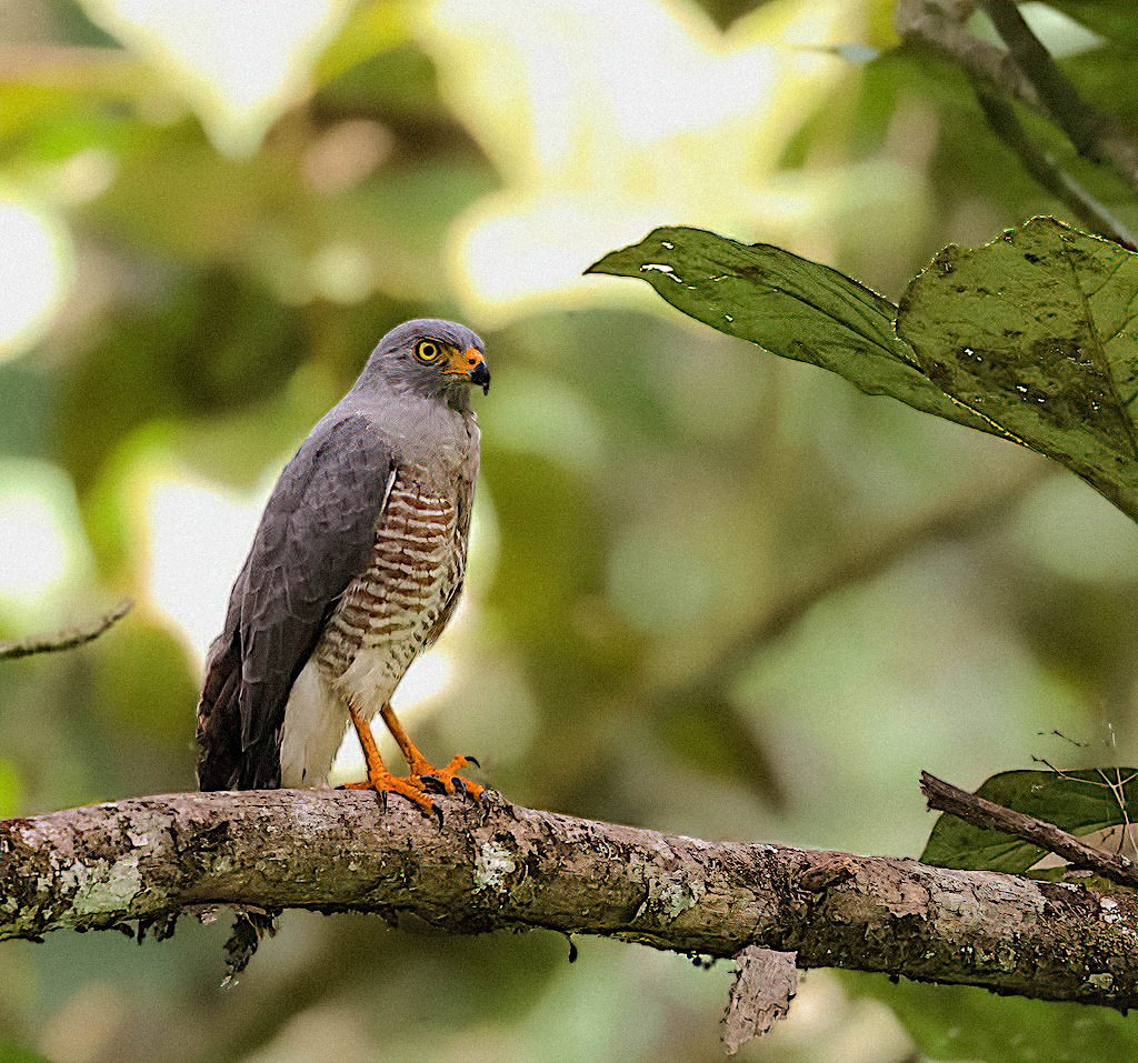 Roadside Hawk | BirdForum