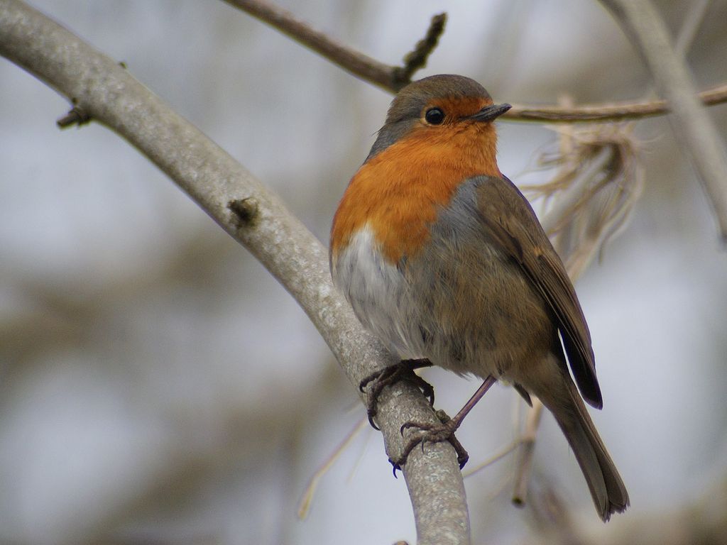 Robin