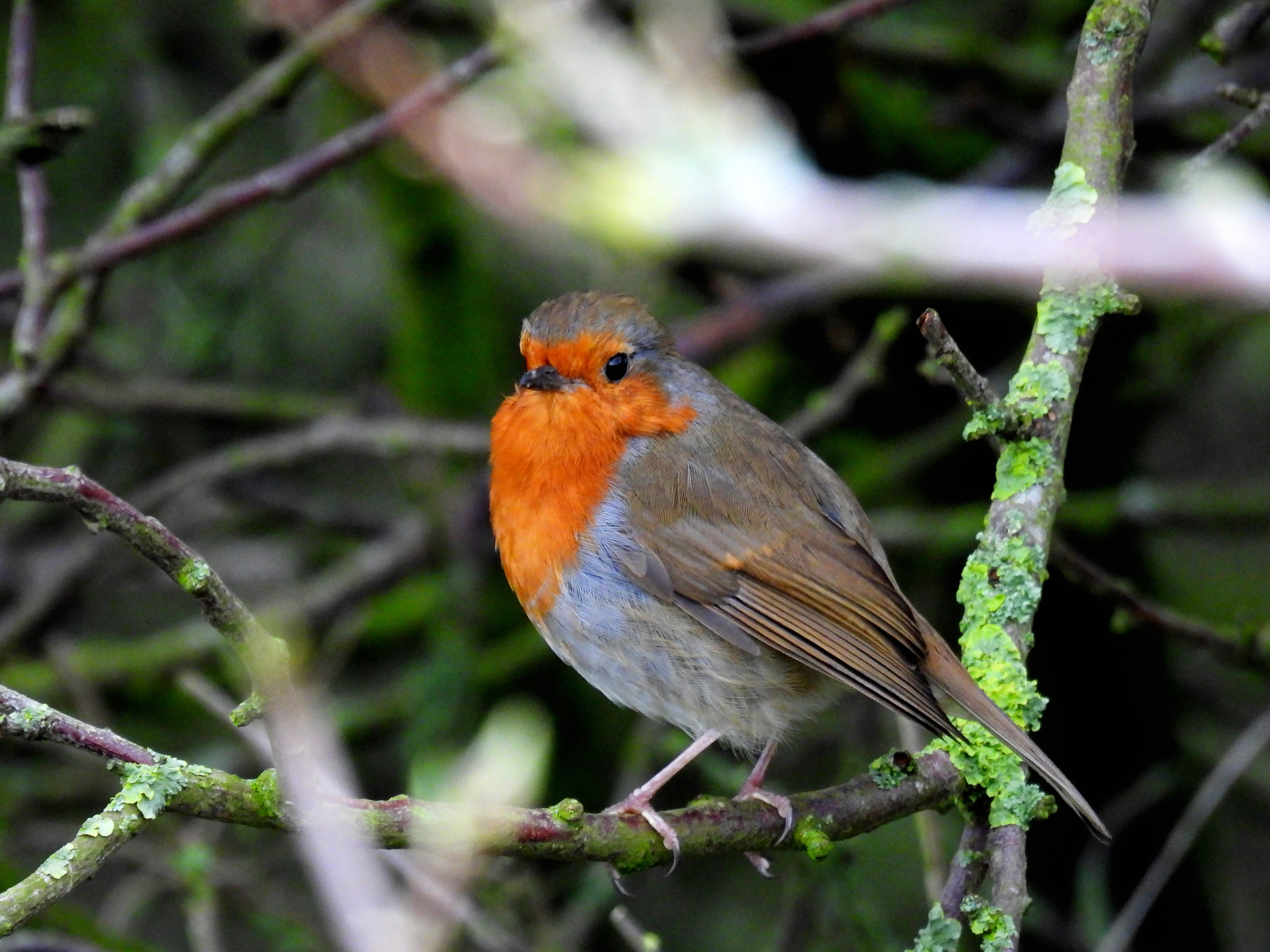 Robin