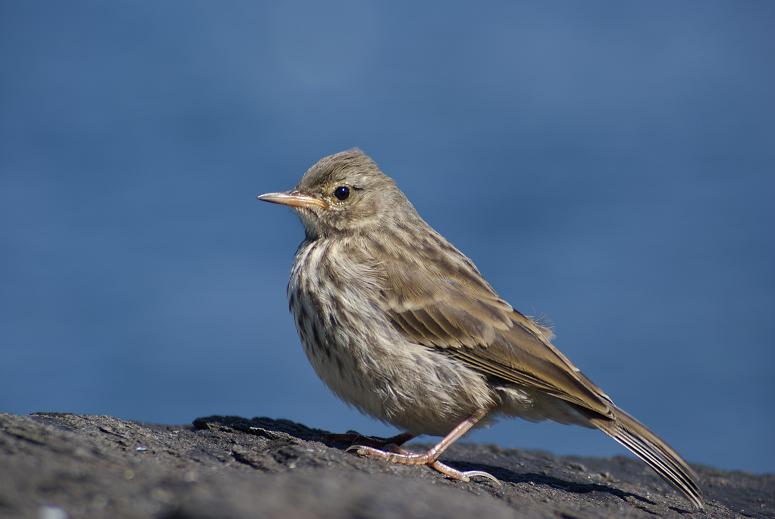 Rock Pipit