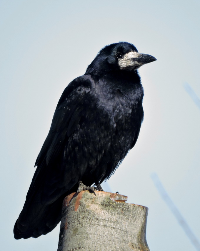 Rook | BirdForum