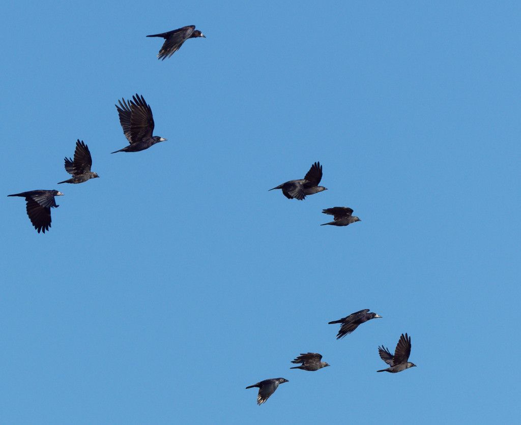 Rooks in flight | BirdForum