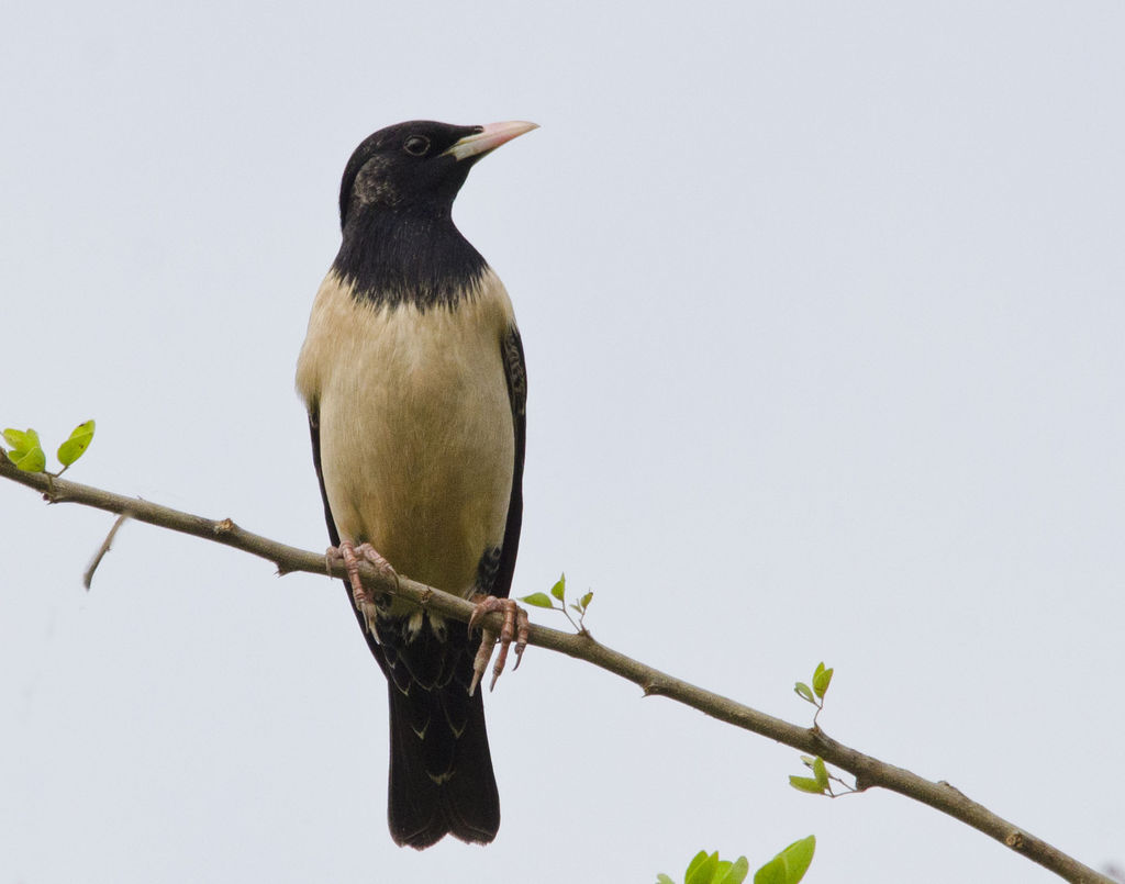 Rosy Starling