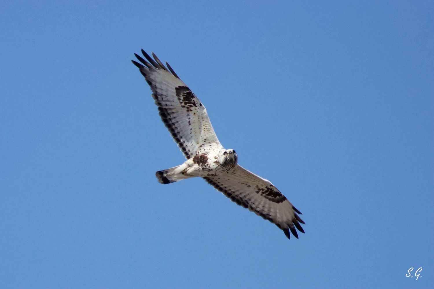 Rough-legged buzzard | BirdForum