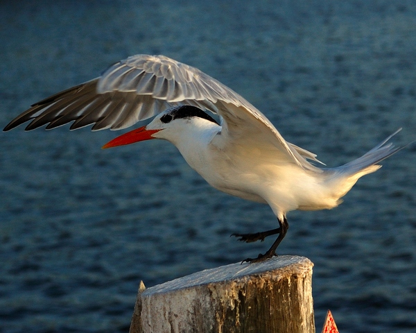 Royal Tern at touchdown