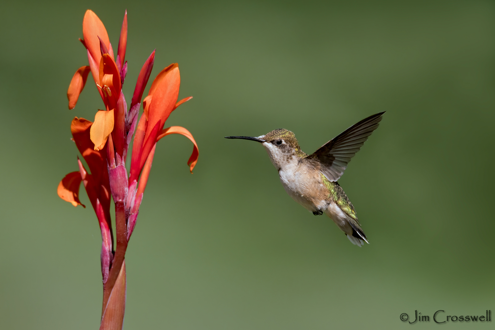 Ruby-throated Hummingbird