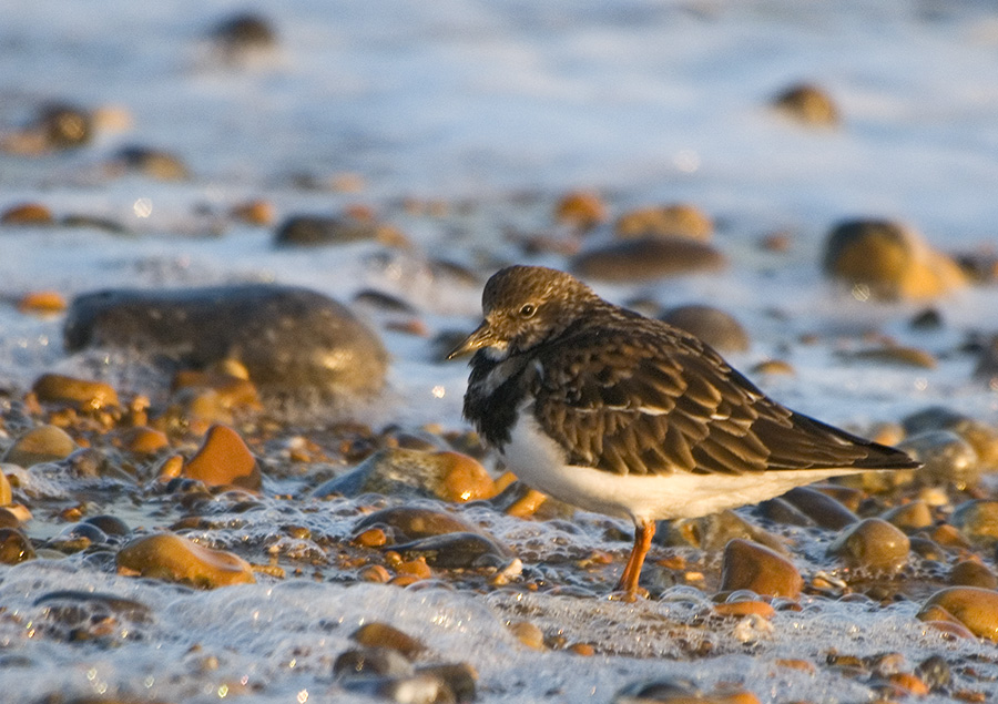 Ruddy Turnstone