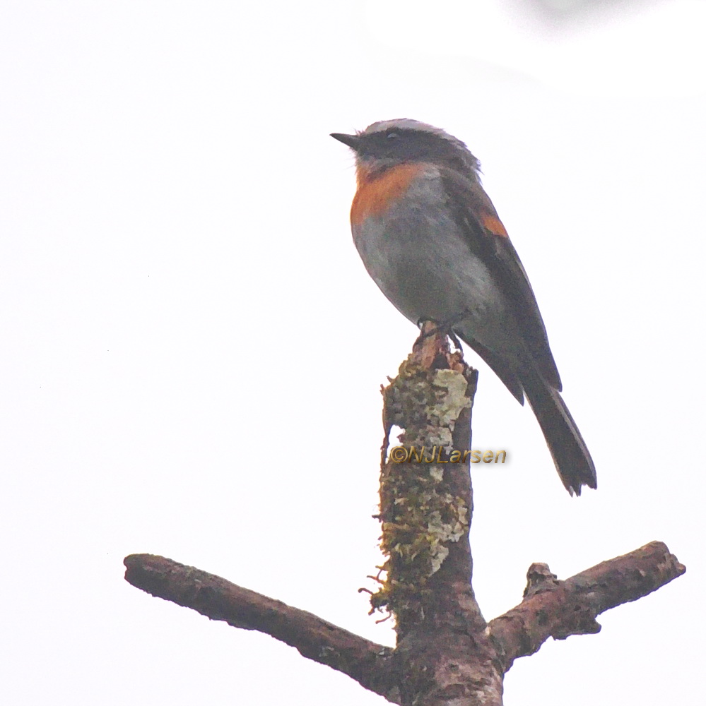 Rufous-breasted Chat-Tyrant