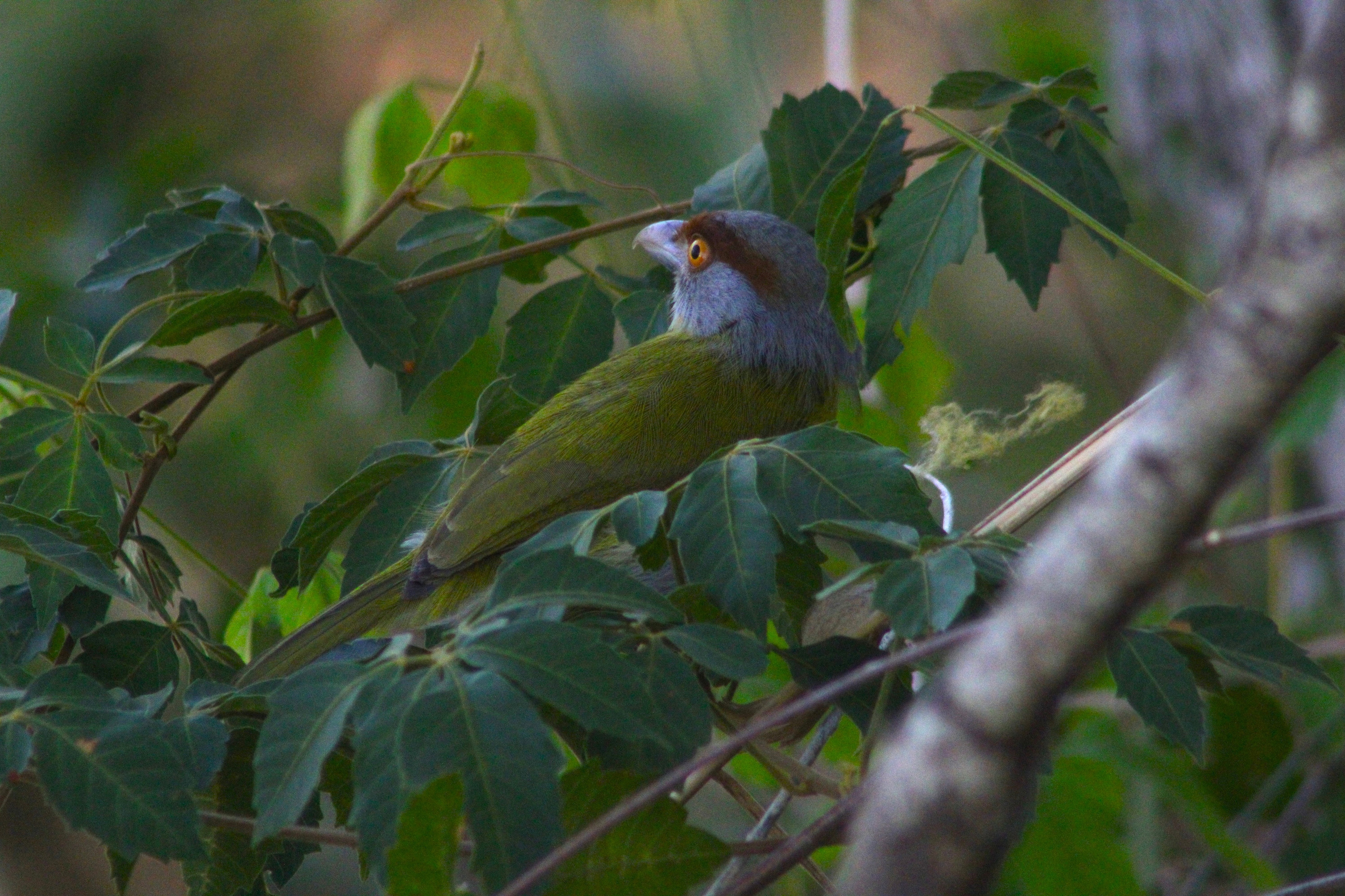 Rufous - browed Peppershrike