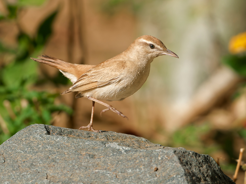 Rufous-tailed scrub robin