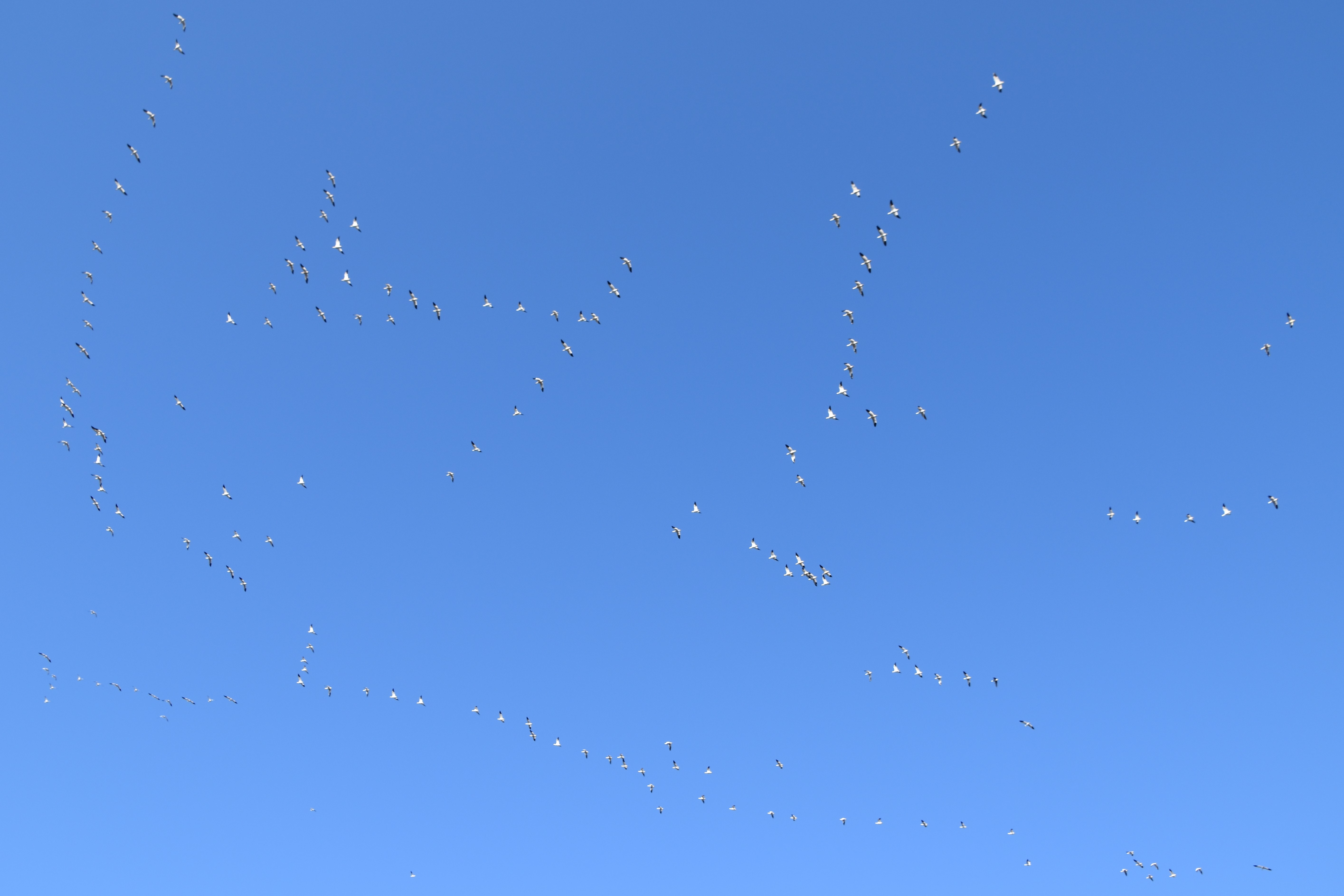 Runes in the sky