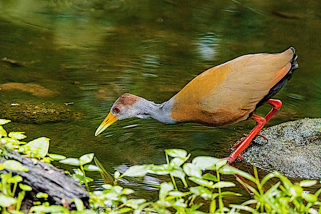 Russet-naped Wood-Rail