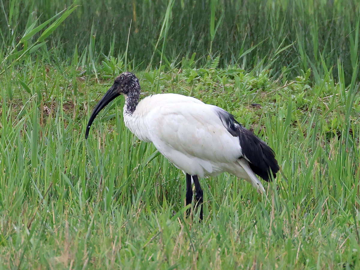 Sacred Ibis