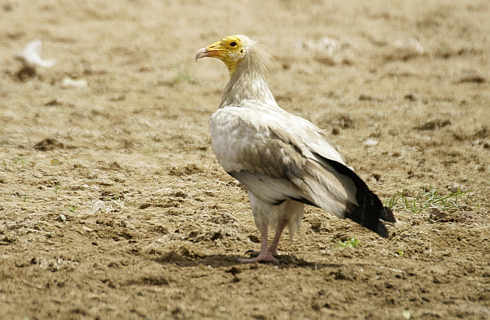 Sacvanger Vulture Neophron percnopterus